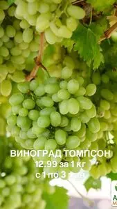 Ніка