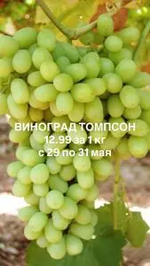 Ніка