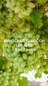 Ніка